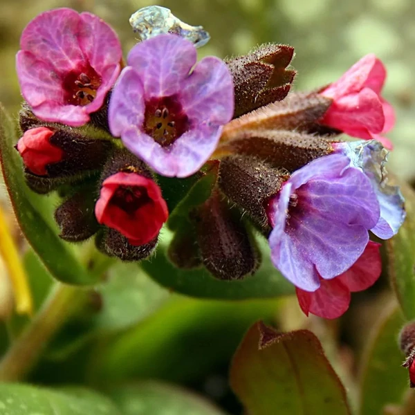 Pulmonaria 'Shrimps on the Barbie' – Tüdőfű