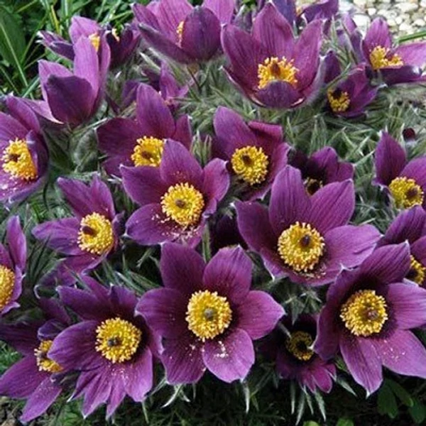 Pulsatilla vulgaris 'Pinwheel Blue Violet Shades' - Nyugati kökörcsin