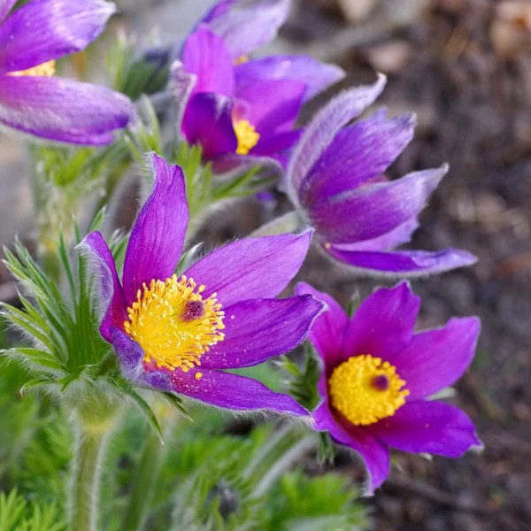 Pulsatilla vulgaris 'Pinwheel Blue Violet Shades' - Nyugati kökörcsin