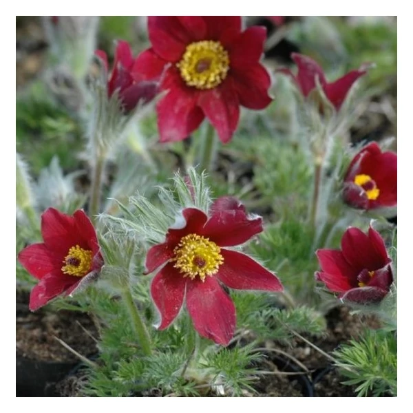 Pulsatilla vulgaris 'Röde Klokke' (syn.: 'Rote Glocke') - Nyugati kökörcsin