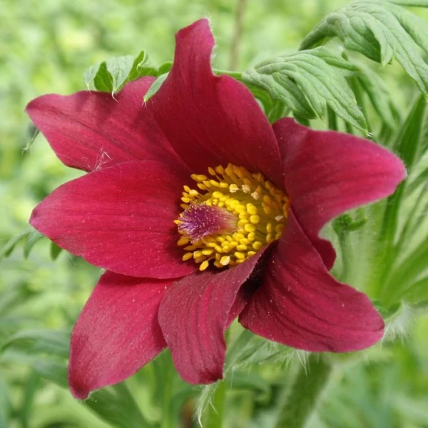 Pulsatilla vulgaris 'Röde Klokke' (syn.: 'Rote Glocke') - Nyugati kökörcsin