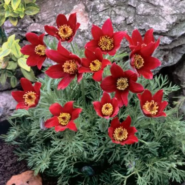 Pulsatilla vulgaris 'Röde Klokke' (syn.: 'Rote Glocke') - Nyugati kökörcsin
