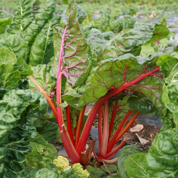 Rheum rhabarbarum – Rebarbara