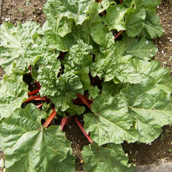 Rheum rhabarbarum – Rebarbara