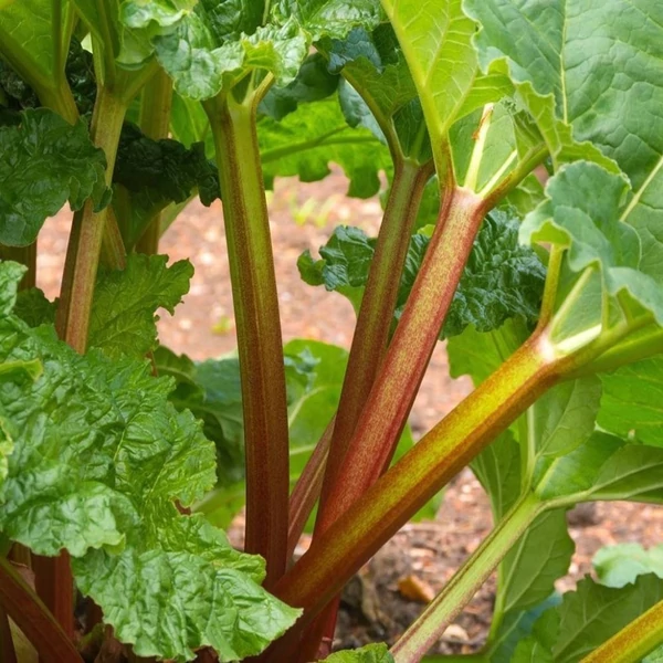 Rheum rhabarbarum – Rebarbara
