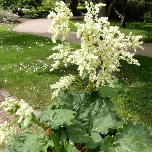 Rheum rhabarbarum – Rebarbara