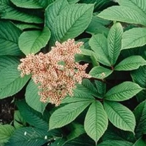 Rodgersia pinnata - Tenyeres tópartifű