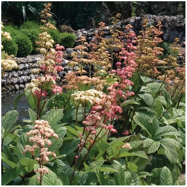 Rodgersia pinnata - Tenyeres tópartifű