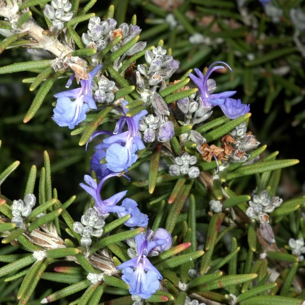 Rosmarinus officinalis 'Capri' – Rozmaring