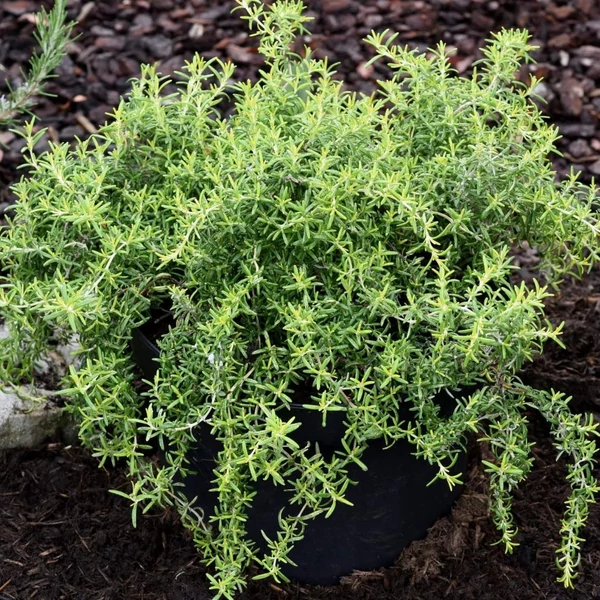 Rosmarinus officinalis 'Capri' – Rozmaring