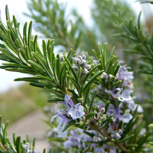 Rosmarinus officinalis 'Capri' – Rozmaring