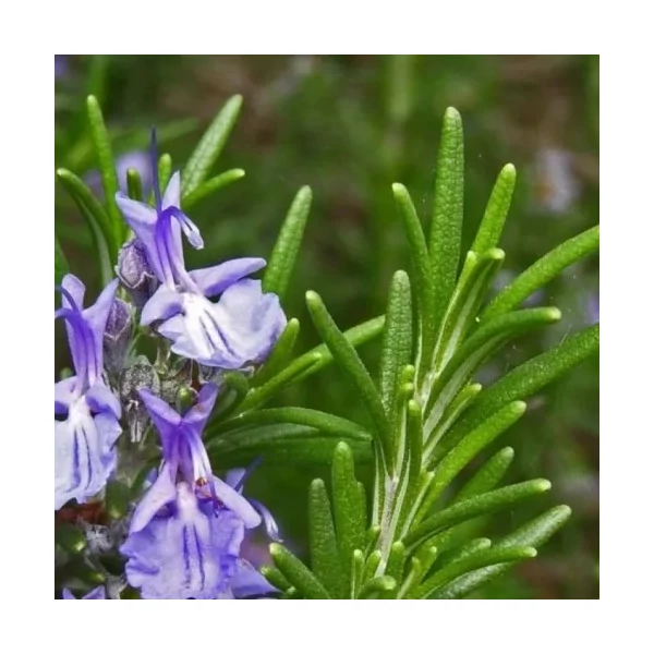 Rosmarinus officinalis 'Harmat' – Rozmaring