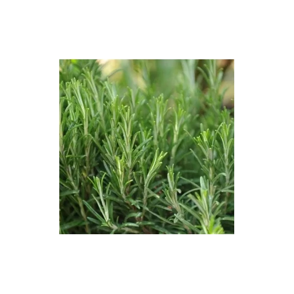 Rosmarinus officinalis 'Harmat' – Rozmaring