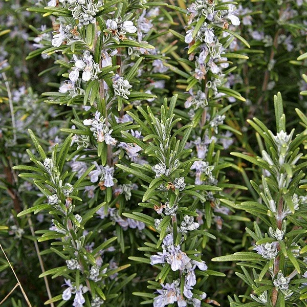 Rosmarinus officinalis 'Harmat' – Rozmaring