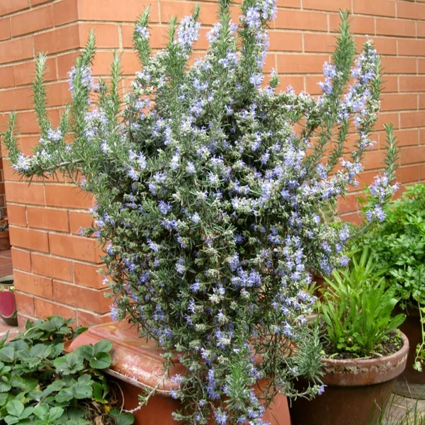 Rosmarinus officinalis 'Prostratus' – Kúszó rozmaring