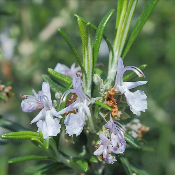 Rosmarinus officinalis 'Prostratus' – Kúszó rozmaring