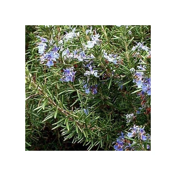 Rosmarinus officinalis 'Arp' – Rozmaring