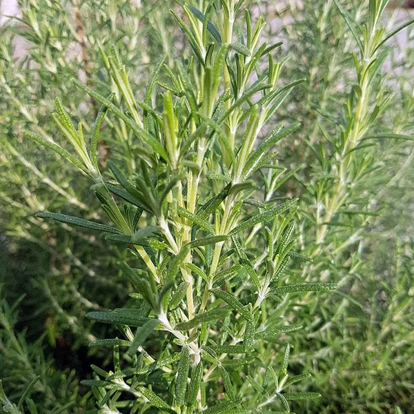 Rosmarinus officinalis 'Arp' – Rozmaring