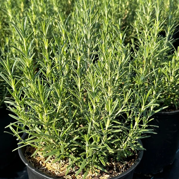 Rosmarinus officinalis 'Arp' – Rozmaring