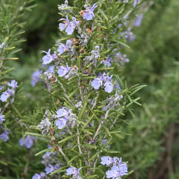 Rosmarinus officinalis 'Arp' – Rozmaring