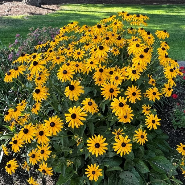 Rudbeckia fulgida 'Goldsturm' - Sárga pompás kúpvirág