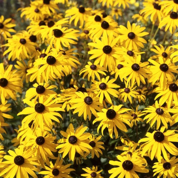 Rudbeckia fulgida 'Goldsturm' - Sárga pompás kúpvirág