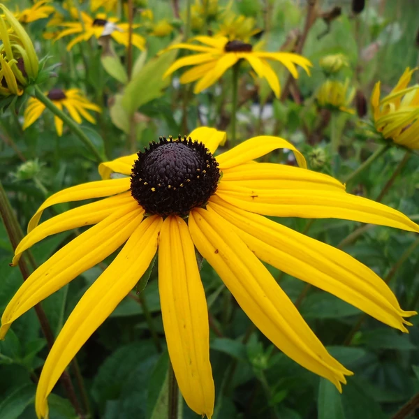 Rudbeckia fulgida 'Goldsturm' - Sárga pompás kúpvirág