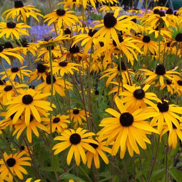 Rudbeckia fulgida var. deamii – Kúpvirág