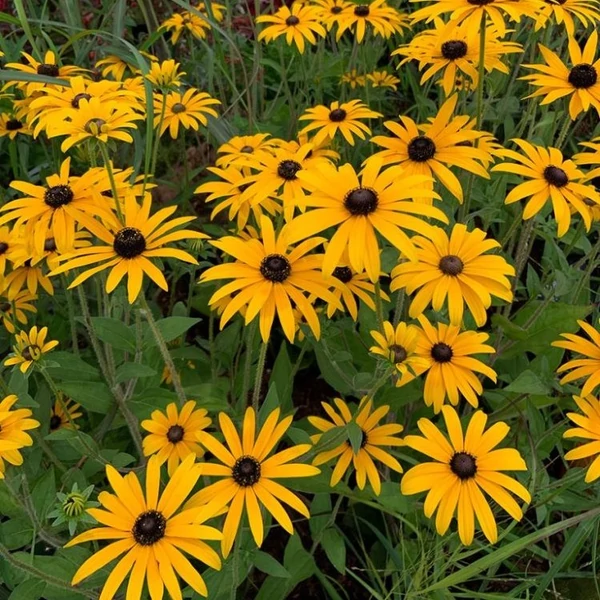Rudbeckia fulgida var. deamii – Kúpvirág