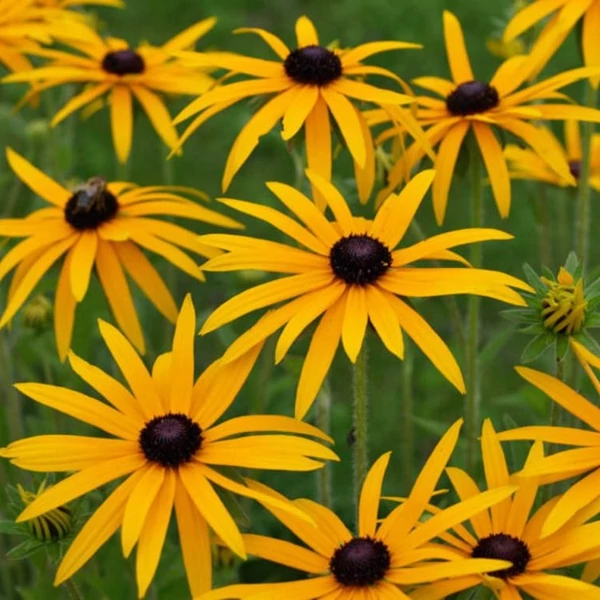 Rudbeckia fulgida var. deamii – Kúpvirág