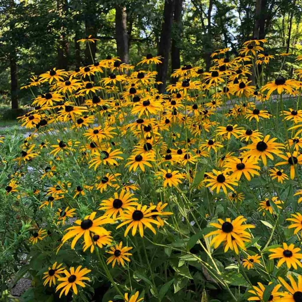 Rudbeckia fulgida var. deamii – Kúpvirág