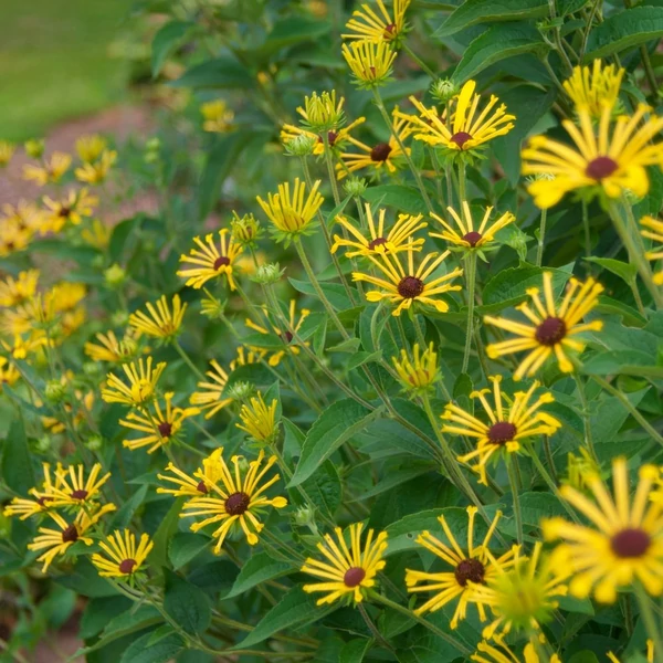 Rudbeckia subtomentosa 'Little Henry' – Kúpvirág