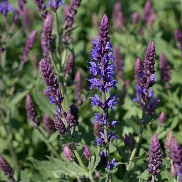 Salvia nemorosa 'Night Field' – Ligeti zsálya