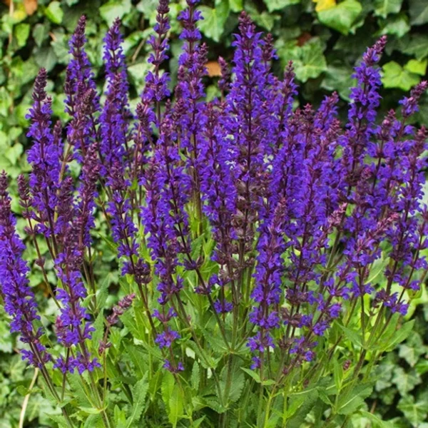 Salvia nemorosa 'Night Field' – Ligeti zsálya