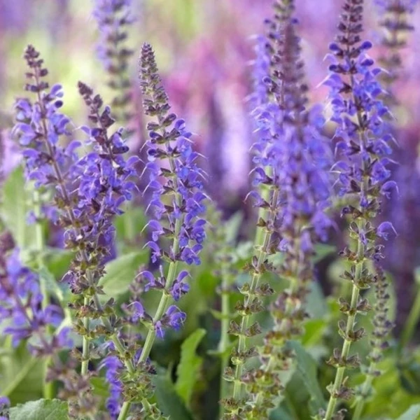 Salvia nemorosa 'Night Field' – Ligeti zsálya