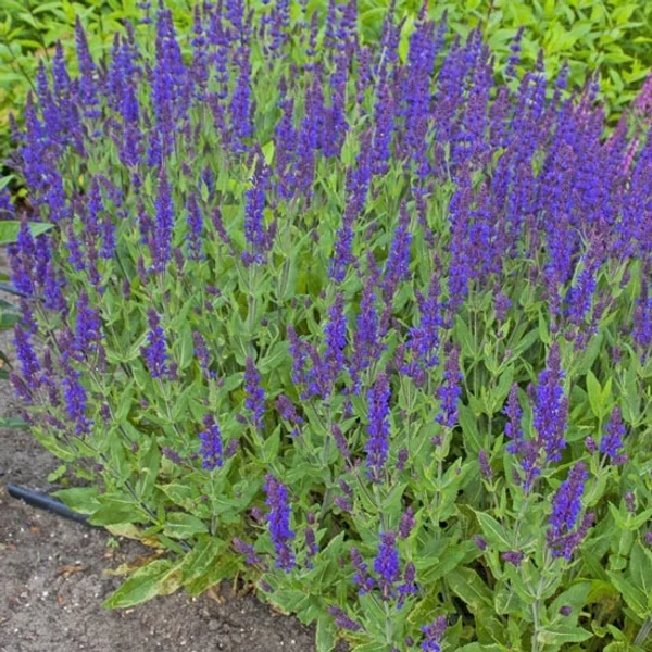 Salvia nemorosa 'Night Field' – Ligeti zsálya