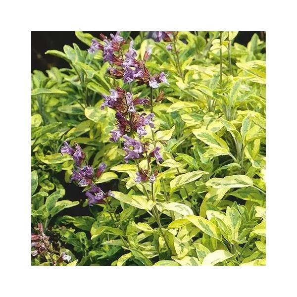 Salvia officinalis 'Aurea' – Orvosi zsálya