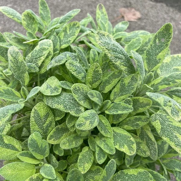 Salvia officinalis 'Aurea' – Orvosi zsálya