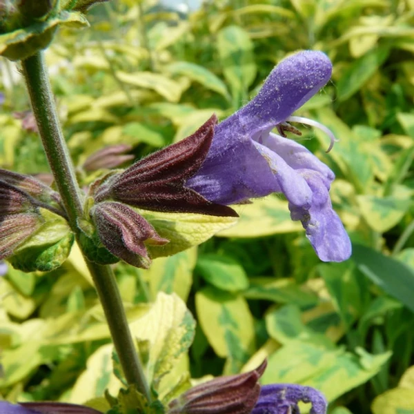 Salvia officinalis 'Aurea' – Orvosi zsálya