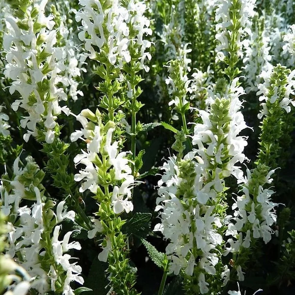 Salvia nemorosa 'Adrian' - Fehér ligeti zsálya