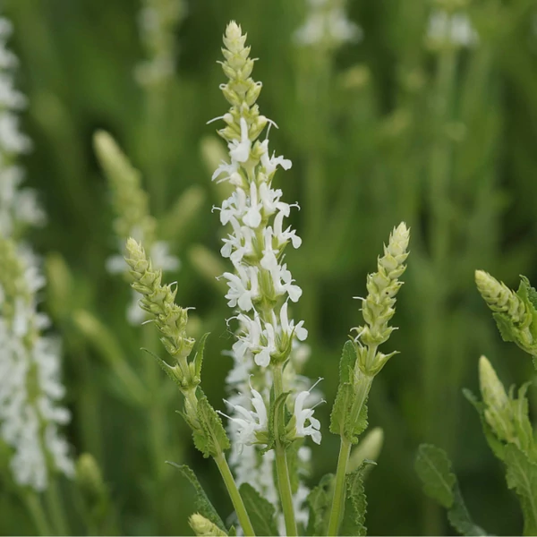 Salvia nemorosa 'Adrian' - Fehér ligeti zsálya