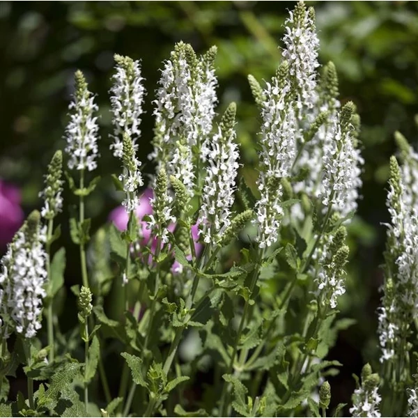 Salvia nemorosa 'Adrian' - Fehér ligeti zsálya