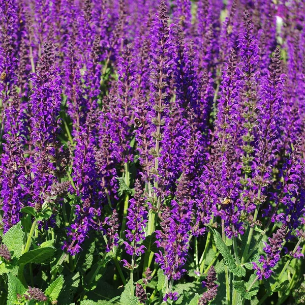 Salvia nemorosa 'Mainacht' - Ligeti zsálya