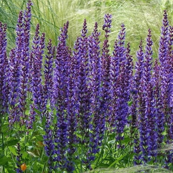 Salvia nemorosa 'Mainacht' - Ligeti zsálya