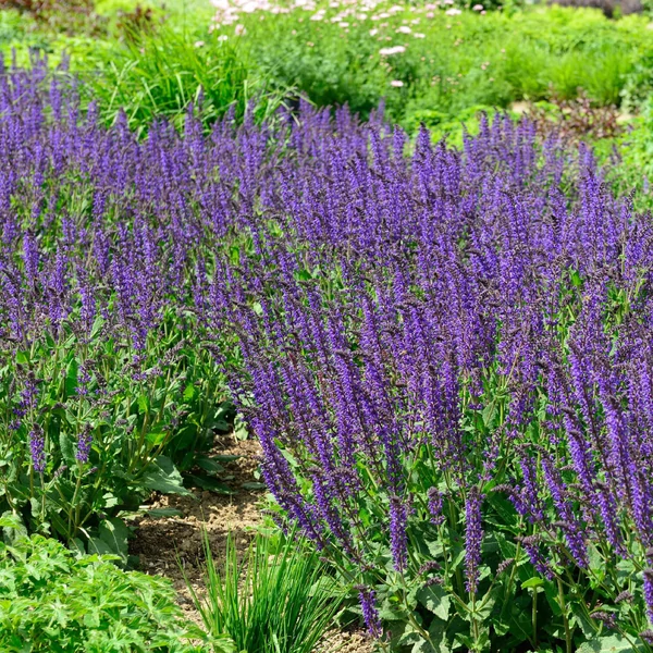 Salvia nemorosa 'Mainacht' - Ligeti zsálya