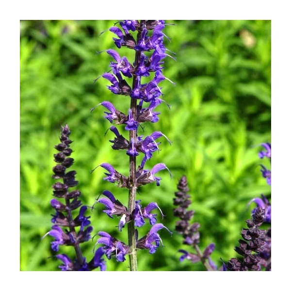 Salvia nemorosa 'Mainacht' - Ligeti zsálya