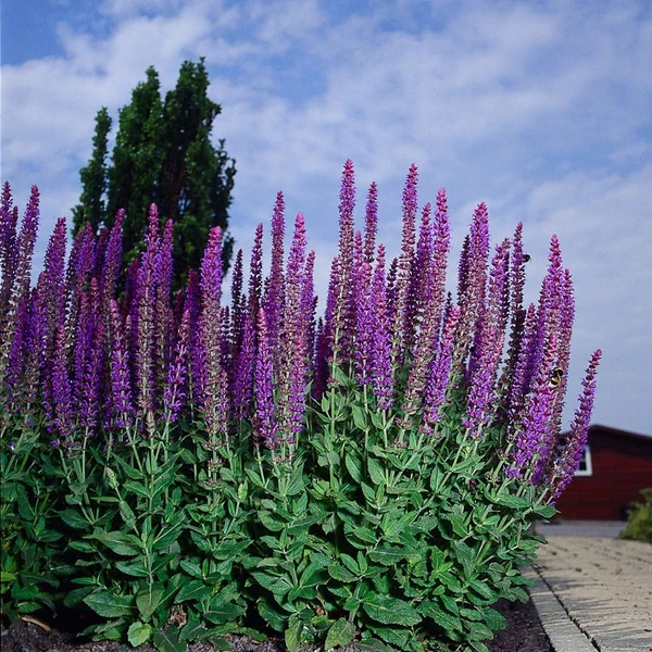 Salvia nemorosa 'Ostfriesland' – Ligeti zsálya