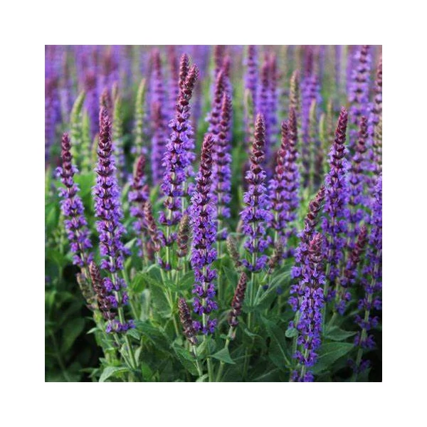 Salvia nemorosa 'Ostfriesland' – Ligeti zsálya
