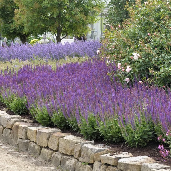 Salvia nemorosa 'Ostfriesland' – Ligeti zsálya