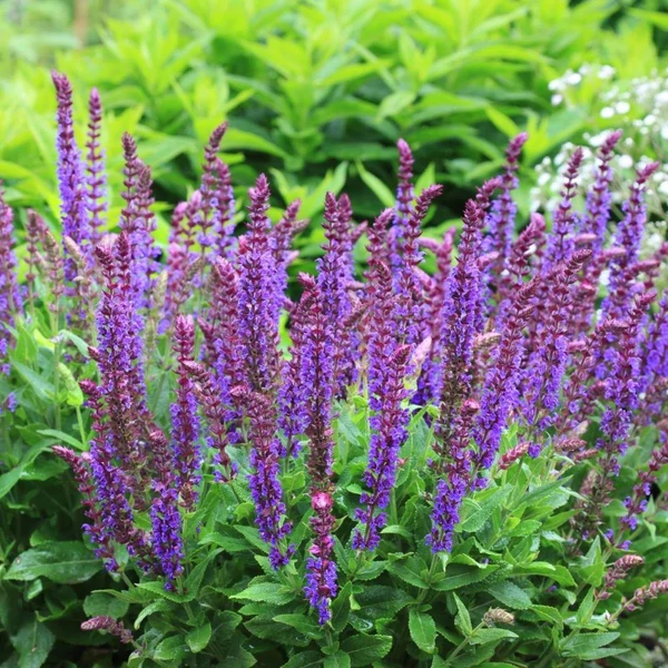 Salvia nemorosa 'Ostfriesland' – Ligeti zsálya